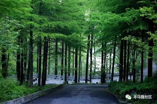 為尋烏點贊 我縣全面推行林長制，筑牢綠色生態屏障