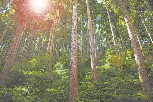 一個(gè)人的林業(yè)實(shí)踐與一個(gè)縣的林業(yè)試驗(yàn)