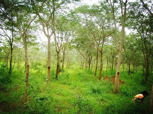 印度社區(qū)林業(yè)實(shí)踐對(duì)我國(guó)集體林權(quán)制度改革的啟示