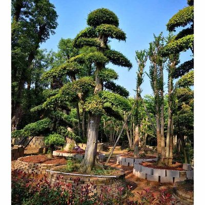 榆樹樁景 工業(yè)應(yīng)用中的多樣化盆景藝術(shù)